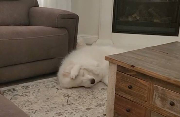 Labrador Retriever bianco si rotola sul tappeto 