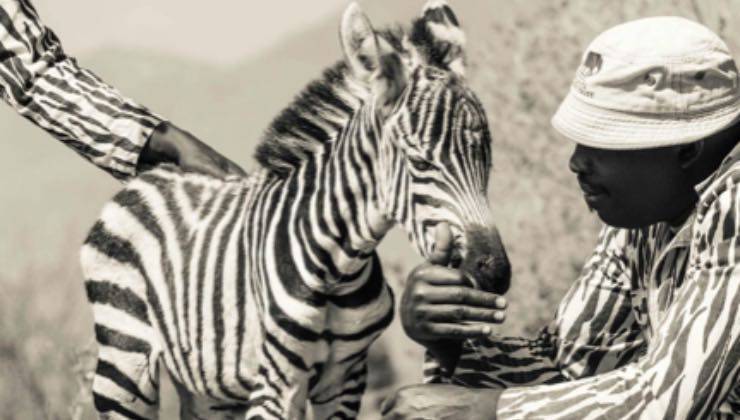 Ranger accarezza una piccola zebra 