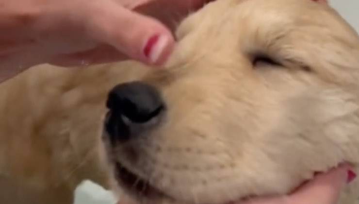 Golden Retriever con gli occhi chiusi