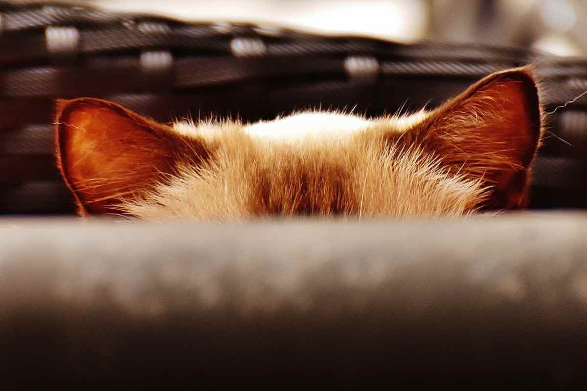 La testa e le orecchie di un gatto che spuntano da un cestino
