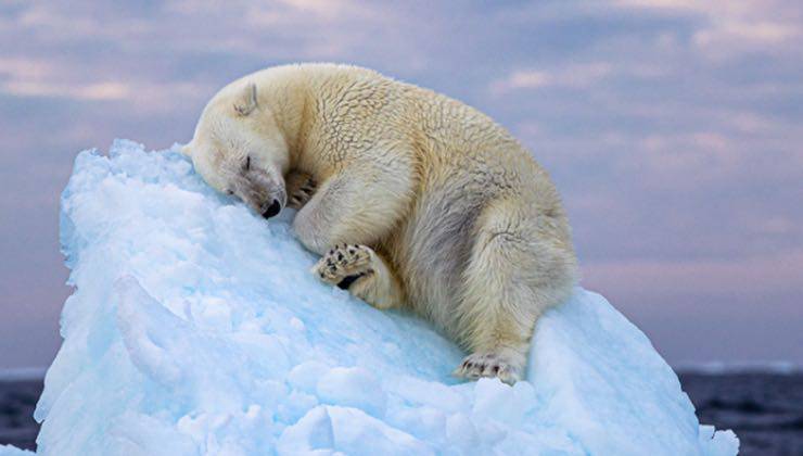 Orso polare addormentato nell'oceano al tramonto 