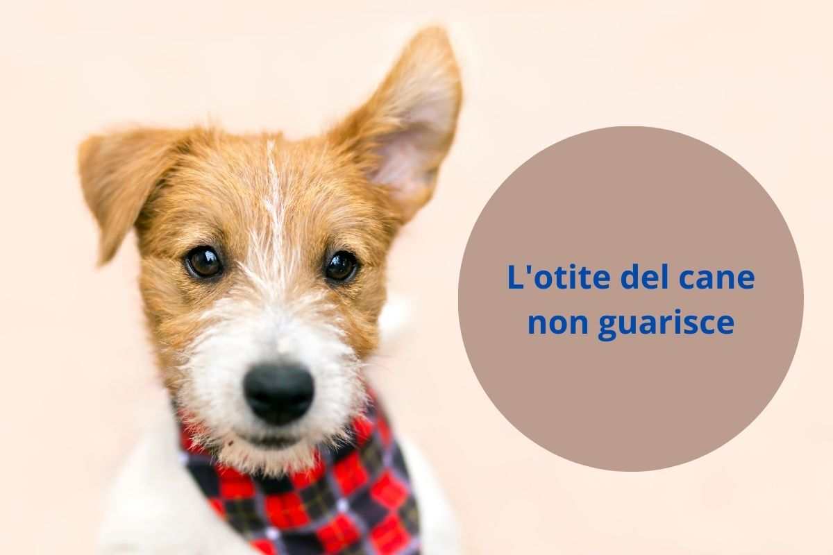 Cane con orecchio alzato