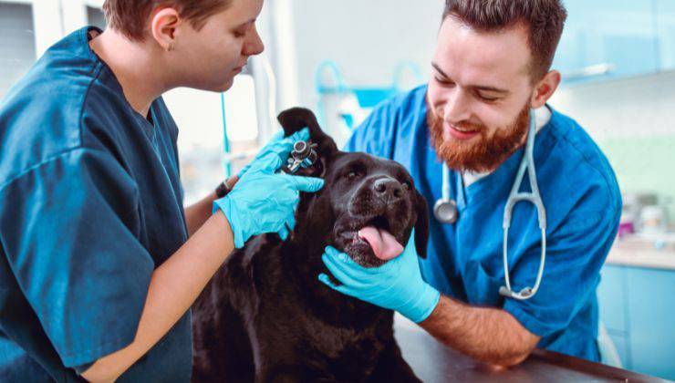 Veterinari visitano il cane