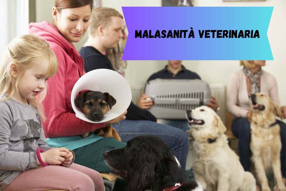 Cani nella sala d'aspetto del veterinario caso di malasanità veterinaria