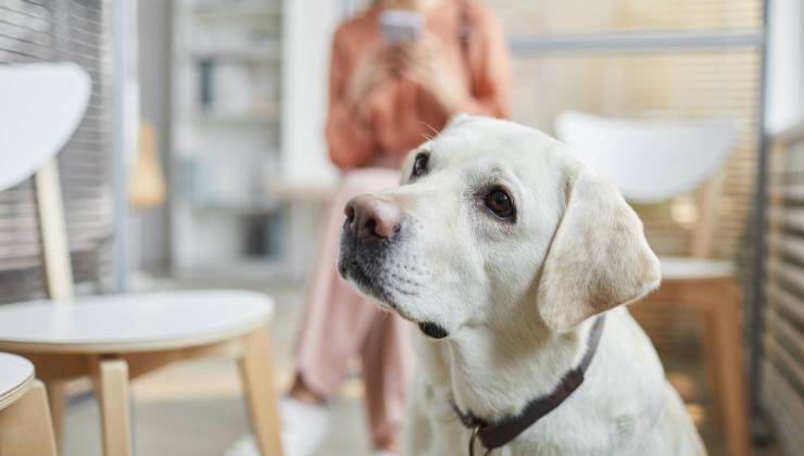 Cane aspetta con il suo genitore umano nella sala d'aspetto del veterinario