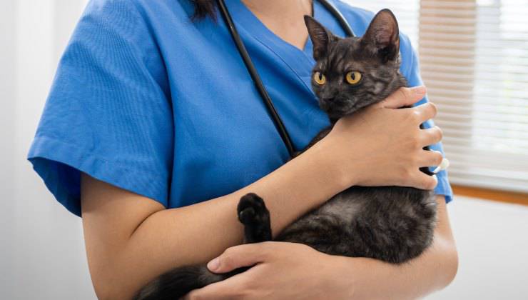 Gatto nelle braccia di un'assistente veterinaria