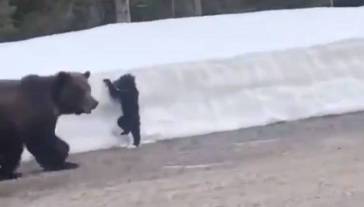 orso protegge il suo cucciolo