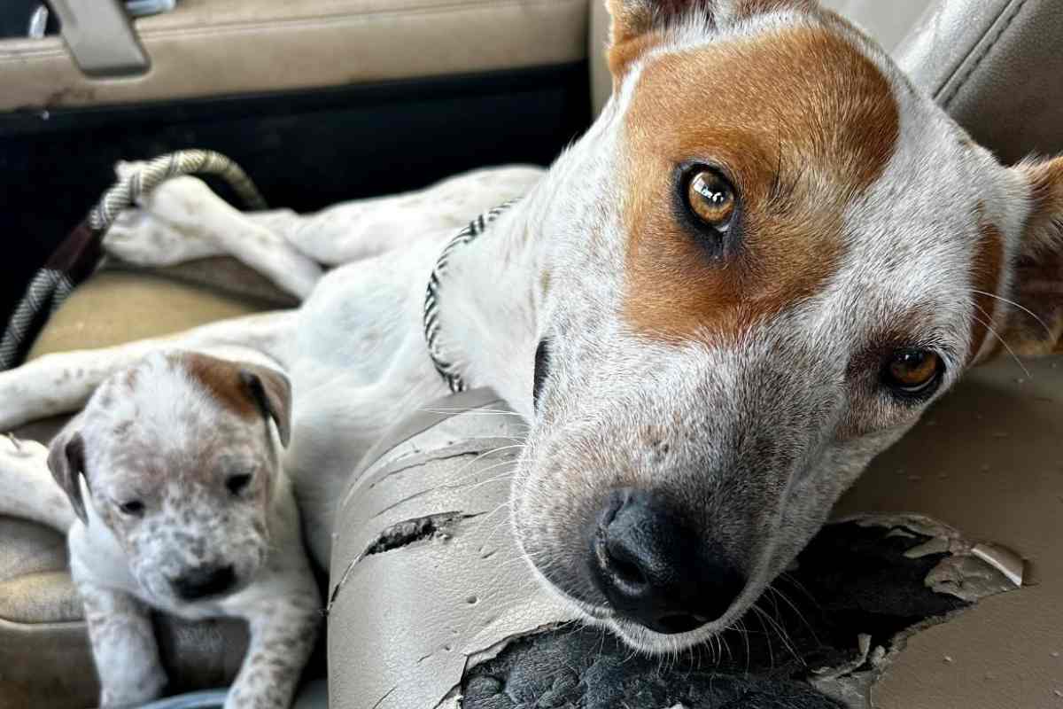 mamma cane abbandonata con cuccioli