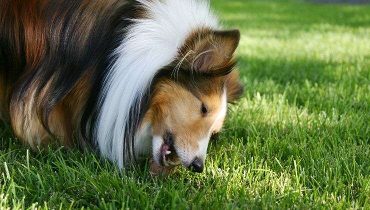 Cane mangia l'erba