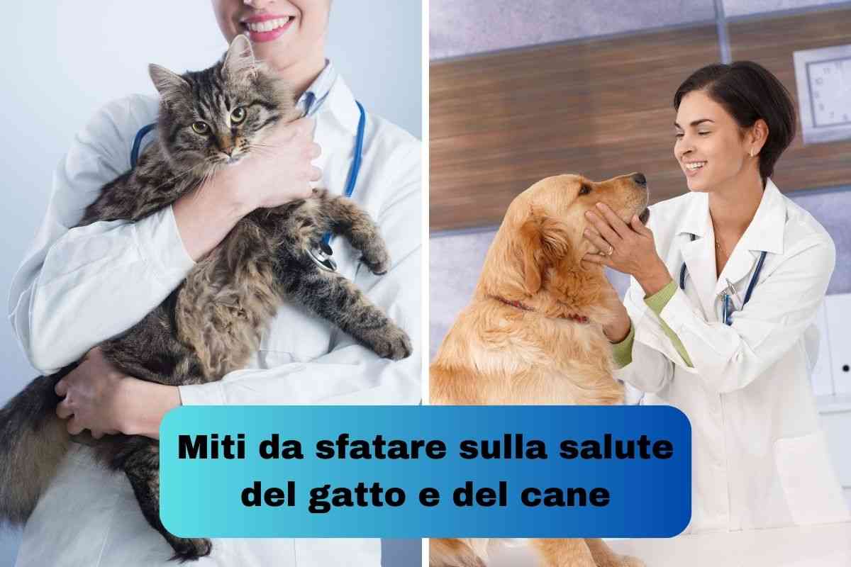 Gatto e cane dal veterinario per sfatare i miti sulla loro salute