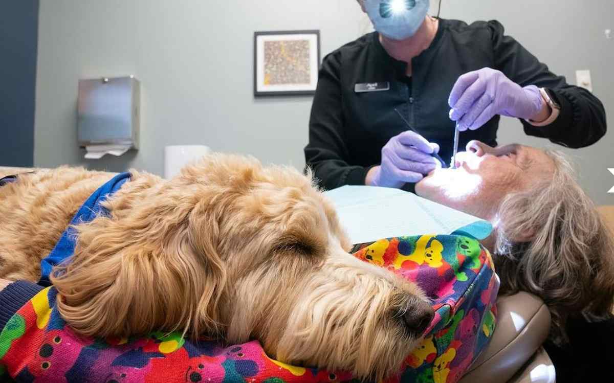 cane da supporto dal dentista