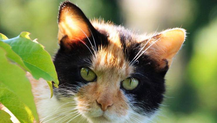 Gatto bianco e nero illuminato dalla luce del giorno 