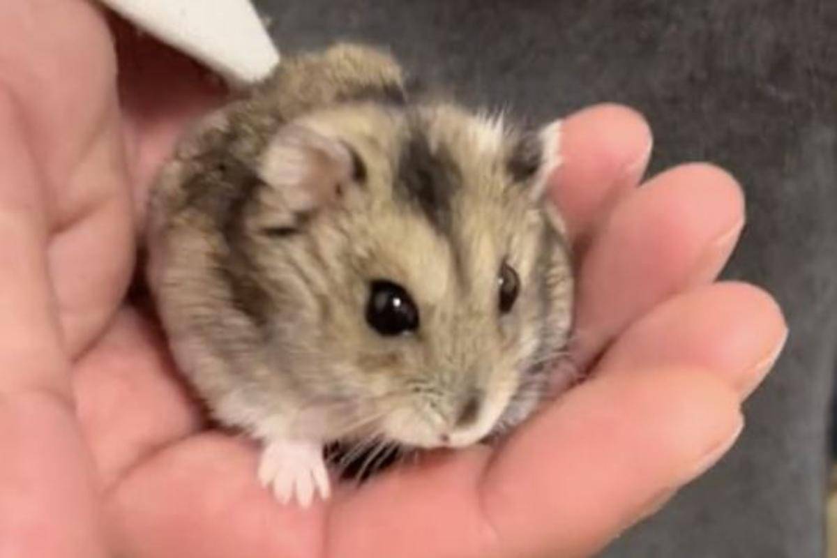 Un criceto amorevole è la nuova star di Tik Tok