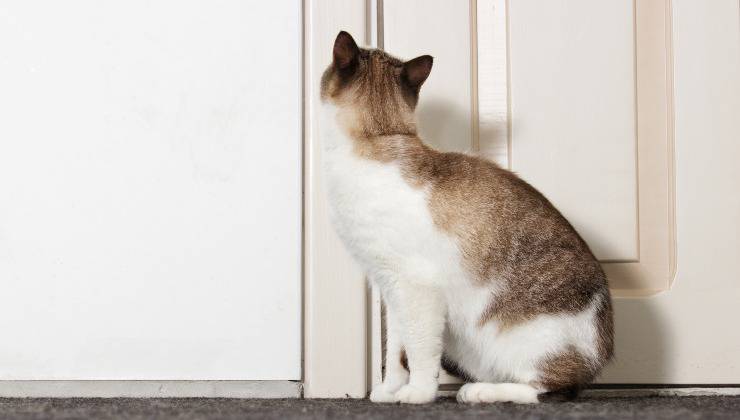Gatto bianco e grigio seduto a sorvegliare la porta