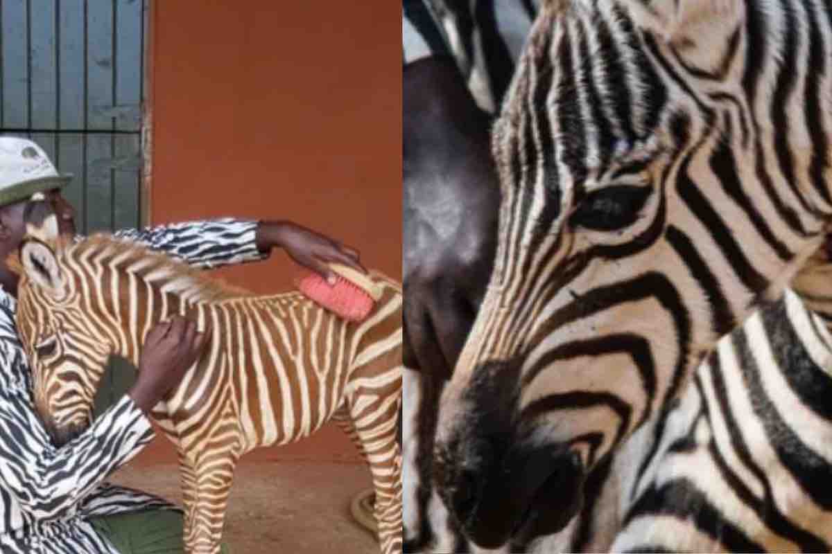 Volontario pettina una piccola zebra