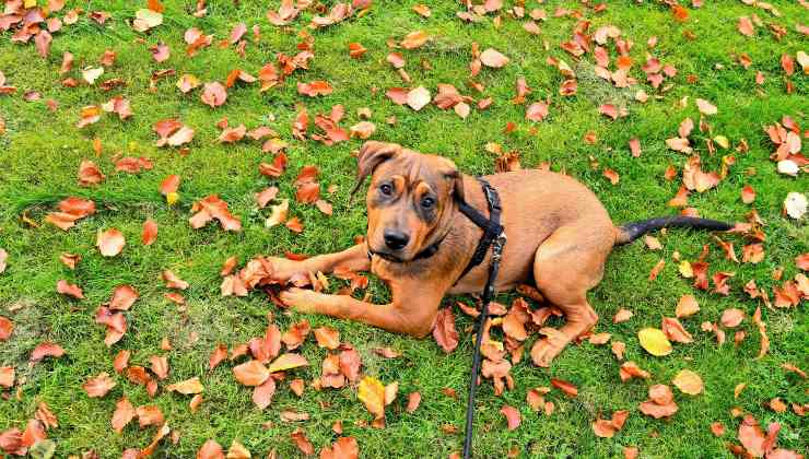 Cane nel parco per evitare che possa entrare a contatto con l'inquinamento della città