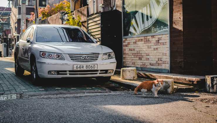 Gatto lasciato a vagare tra le auto dove può assorbire sostanze inquinanti