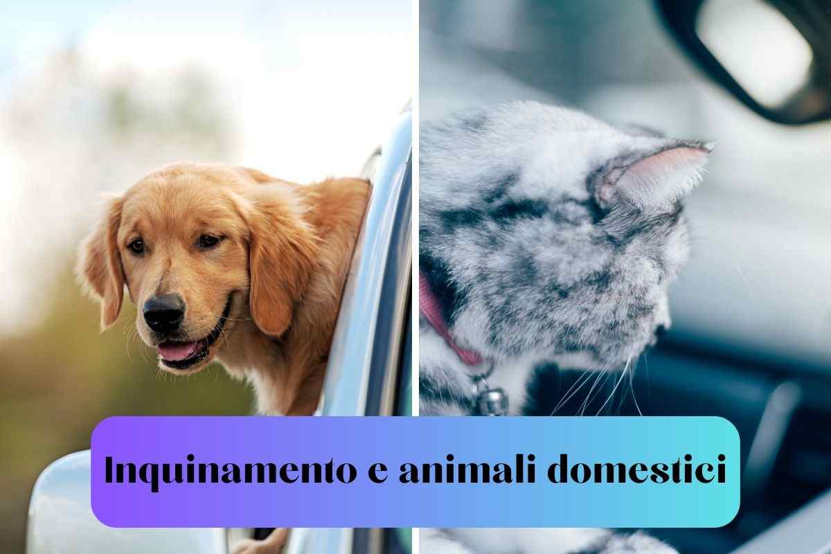 Cane e gatto in auto soggetti all'inquinamento della città 