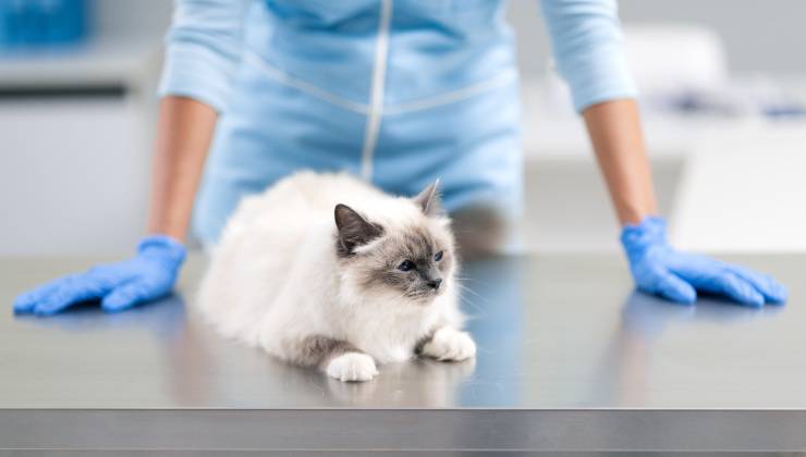 Gatto dal veterinario per liberarlo dalla processionaria