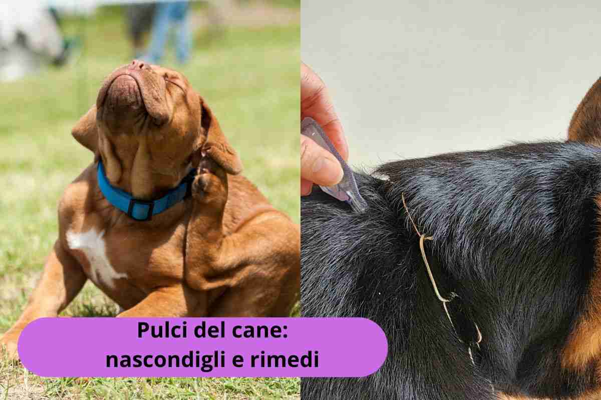 Cane si gratta e rimedio per il suo pelo
