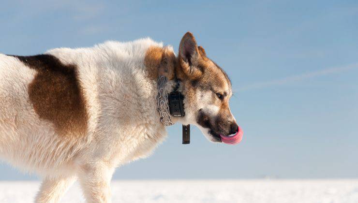 Collare elettrico al cane