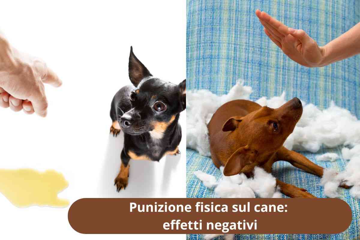 Cane ha fatto pipì a terra e cane malmenato