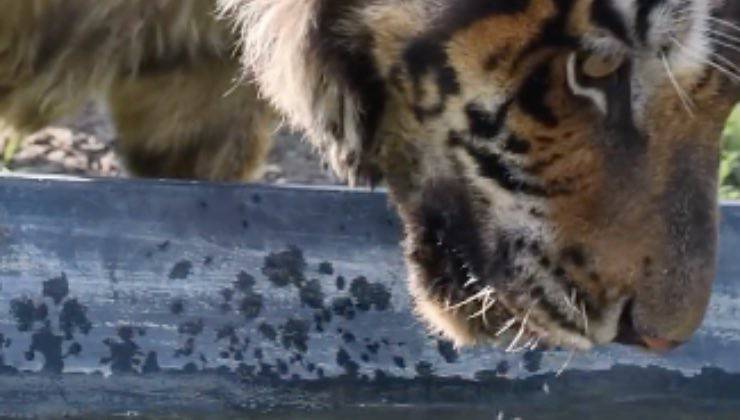 Tigre mentre beve da una pozza d'acqua 