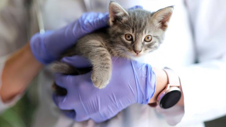 Gattino dal veterinario