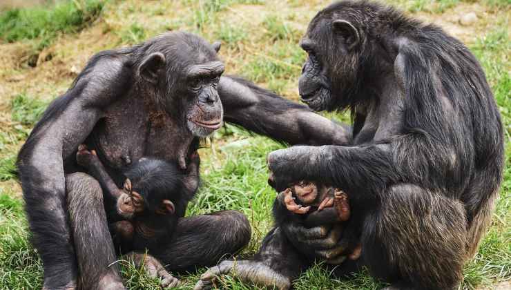 Due esemplari di Scimpanzè con i piccoli 