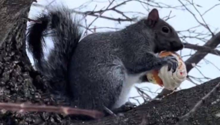 Scoiattolo mangia cupcake