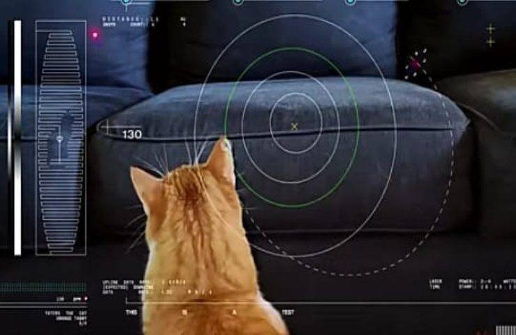 Il video del gattino arrivato dallo spazio