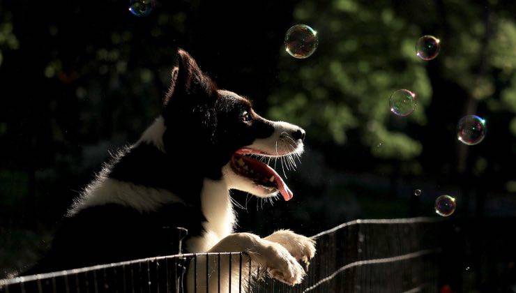 Cane bianco e nero illuminato dalla luce guarda le bolle di sapone