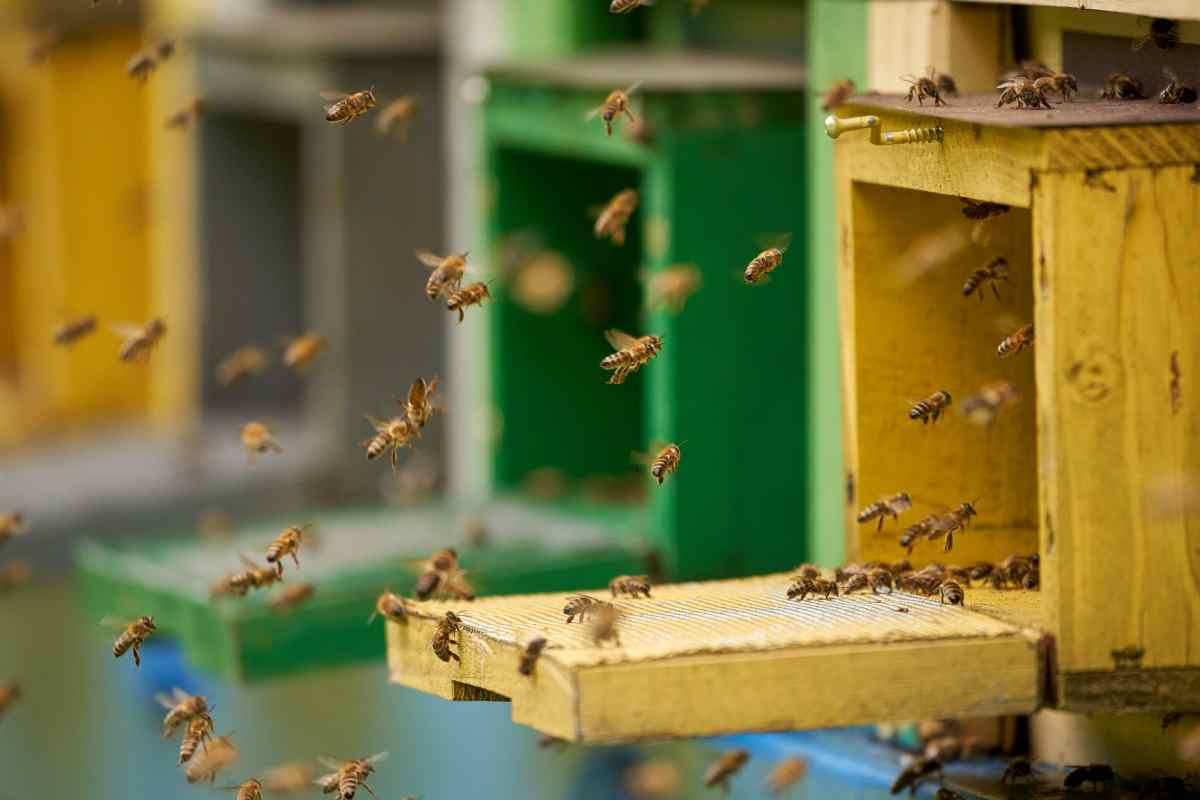 Ancora in pericolo le api italiane