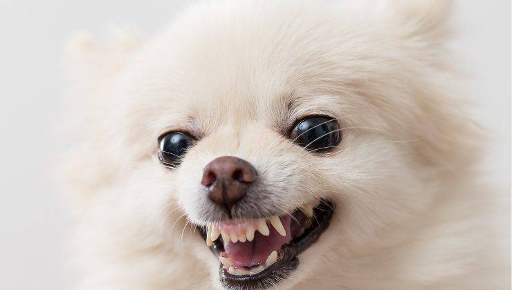 cane Chihuahua arrabbiato