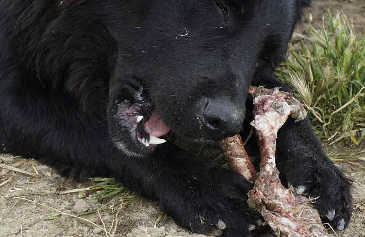 dai le ossa al cane stai commettendo un errore