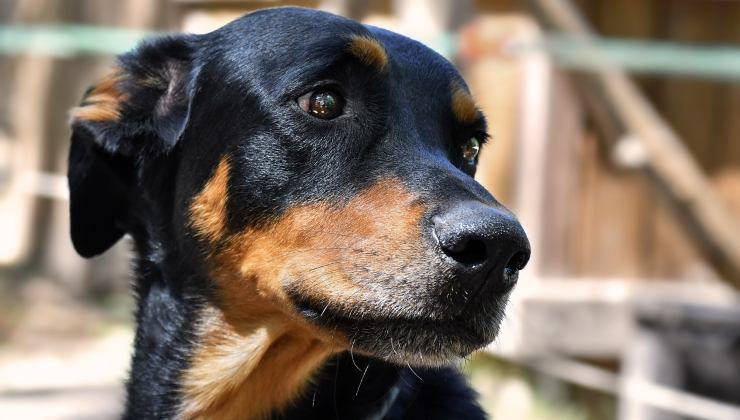 Cane triste maltrattato 