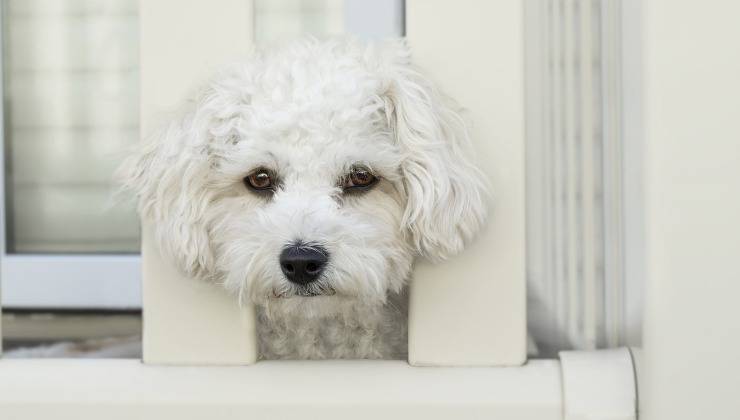 Cane con espressione triste probabilmente maltrattato 