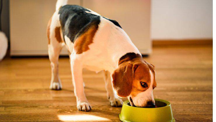 cane mangia la carne cruda