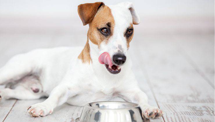 i rischi se un cane mangia la carne cruda