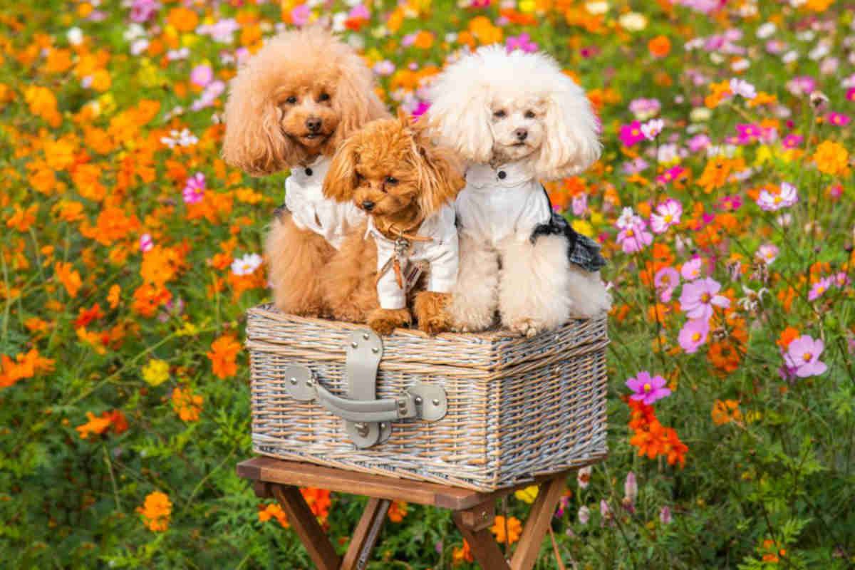 Tre barboncini seduti su una cesta in un prato fiorito