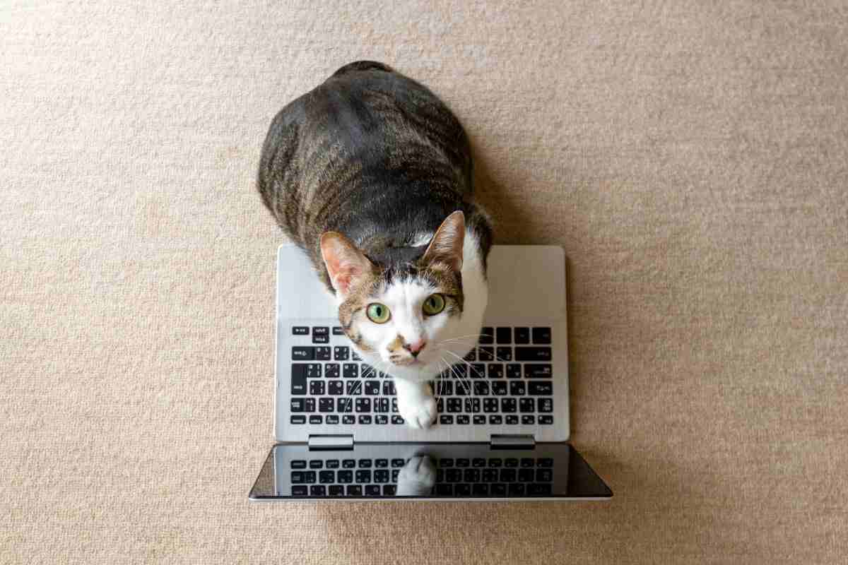 gatto sul computer