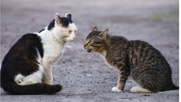 comunicazione tra due gatti