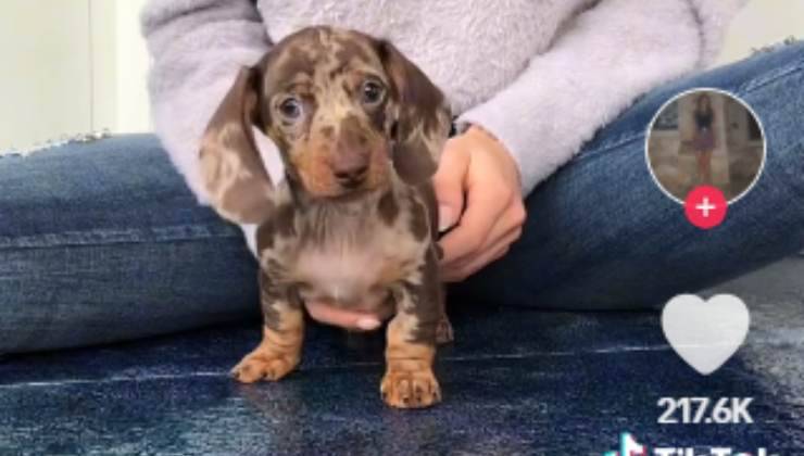 Cucciolo di Bassotto di nome Pepita