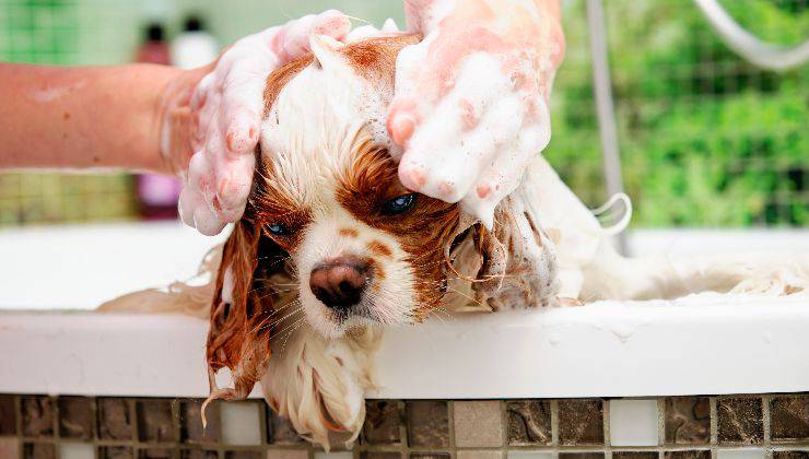 cane a lavaggio