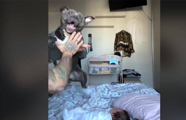 pitbull difende la sua neonata