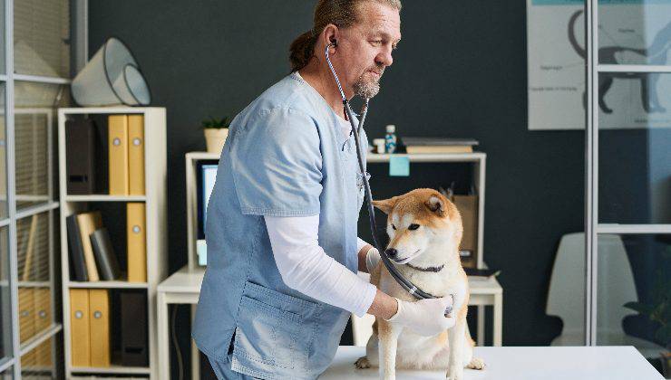 cane dal veterinario per controllo 