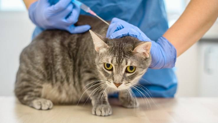 veterinario esegue la vaccinazione al gatto