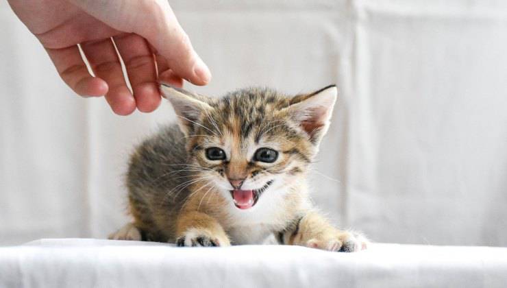 Gattino appena adottato 