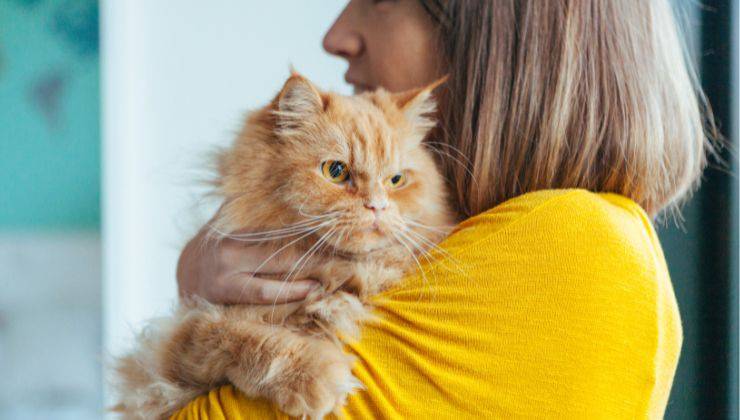 Il gatto arancione affonda gli artigli nel braccio di una donna vestita di giallo