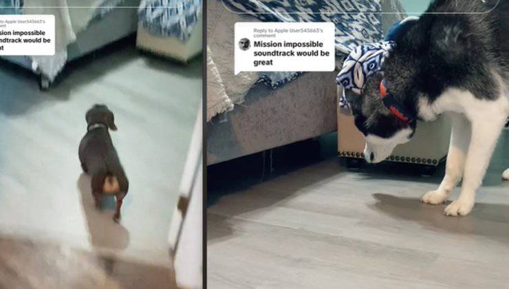 cane husky guarda il bassotto che nasconde l'osso